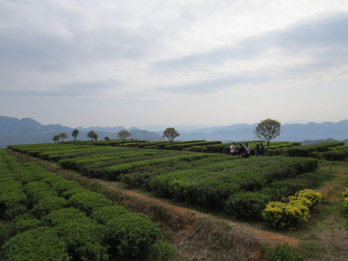 福建（安溪华祥苑）张天福有机茶示范基地试验效果对比图