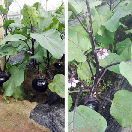 广东大棚茄子使用福建润田生物有机肥效果