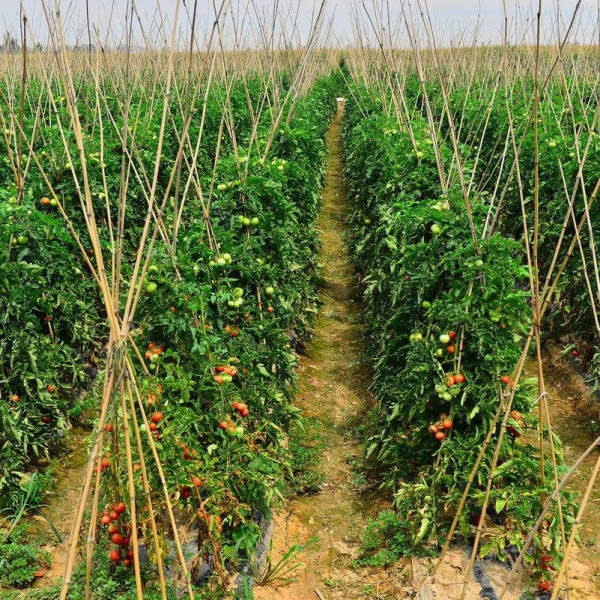 大棚西红柿使用有机肥菌剂效果
